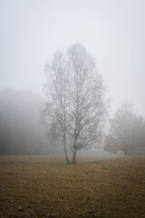Obraz na płótnie Canvas morning meadow with the tree standing isolated hidden in the autumn fog