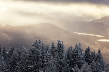 Fototapeta na wymiar Mist covered trees in the mountains