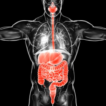 Human Digestive System Anatomy For Medical Concept 3D Rendering