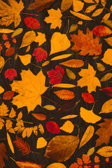 Yellow autumn maple leaves compositions. Autumn concept with red-yellow leaves background. Bright colorful leaves