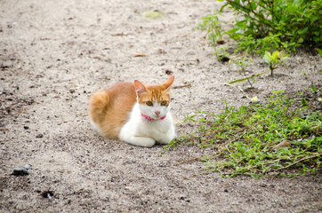 Fototapeta na wymiar Two tone cat (white and orange) with pink collar lying on the ground