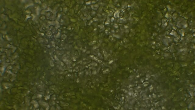 Microscopy of green plant (arugula leaf). Magnification 300x with  visible cell walls and chloroplasts with chlorophyll.