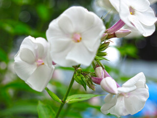 Naklejka na ściany i meble white Phlox blooms in August in the garden