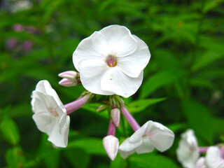Fototapeta na wymiar white Phlox blooms in August in the garden