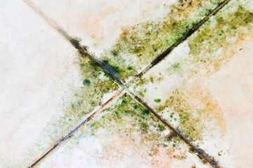 Green lichen on wet tile floor texture.