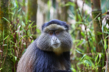 Golden monkey in the bamboo forest of Volcanoes national park, Rwanda