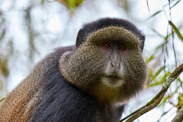Golden monkey in the bamboo forest of Volcanoes national park, Rwanda
