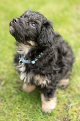 Welpe Portrait Haustier