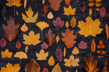 Yellow autumn maple leaves compositions. Autumn concept with red-yellow leaves background. Bright colorful leaves