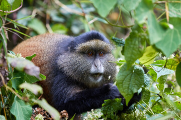 Golden monkey in the bamboo forest of Volcanoes national park, Rwanda