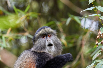 Golden monkey in the bamboo forest of Volcanoes national park, Rwanda