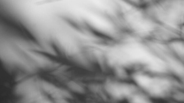 Shadow overlay effect. Blur shadows of plants and tree leaves on a white clean wall.