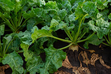 Green sugar beetroot in the field