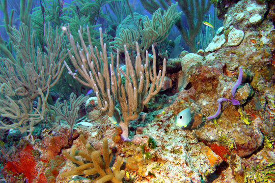 reef time
