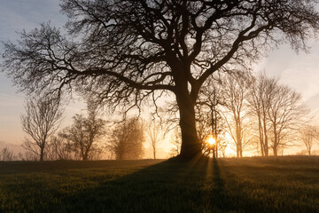 Fototapeta na wymiar alte Eiche ohne Blätter im Nebel mit Sonnenstrahlen, Baum Bestattung, Friedwald