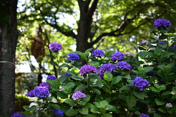 アジサイの紫色の花