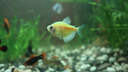 Obraz premium fish in aquarium