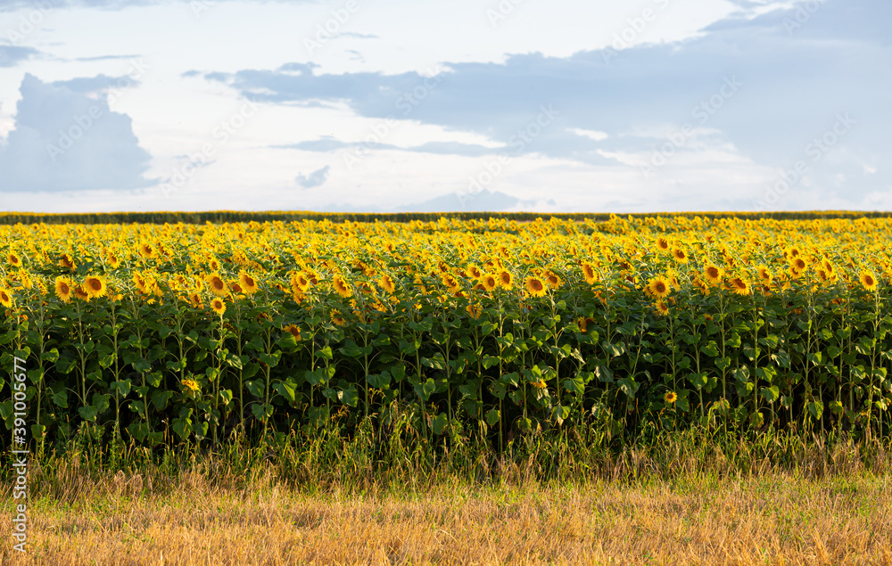 Wall mural landscape with sunflowers in the field