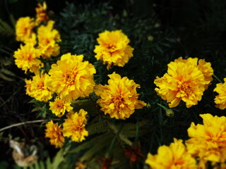 flowers in the garden