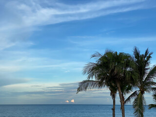 palm trees on the beach