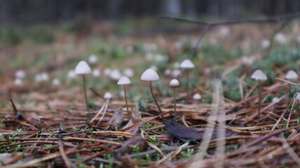 mushrooms in the forest