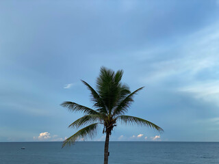 palm tree on the beach