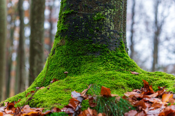 Pień pokryty mchem. © Dawid