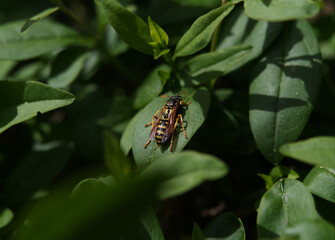 A wasp sits in a hedge in jena at summer