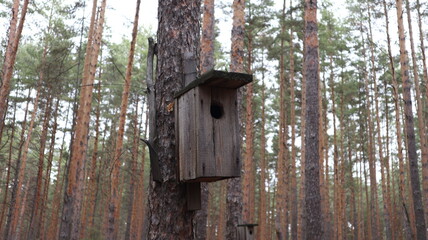 bird house on tree