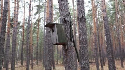 bird house in the forest