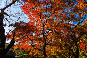 日本　京都、龍安寺の鏡容池と紅葉