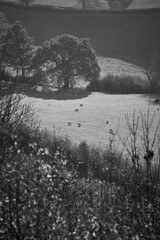 Fototapeta premium A high up view of a cattle and sheep in a field