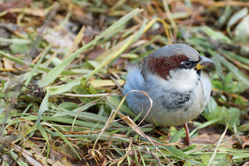 A Sparrow lurking in the grass.