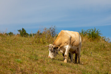 a piebald cow grazing on a hillside