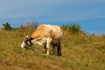 a piebald cow grazing on a hillside