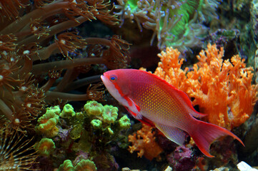 The Indo Lyretail Anthias (Male)