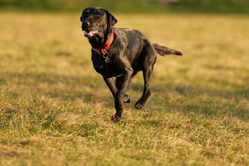 A young Black Labrador running in a park