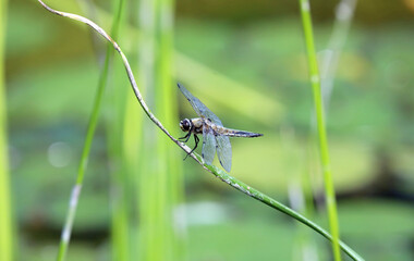 dragonfly landing on a grass stem