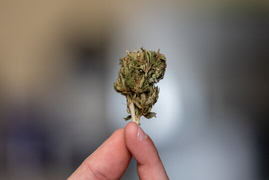 FRA - ILLUSTRATION CANNABIS