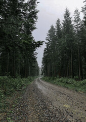 Naklejka premium road in the forest