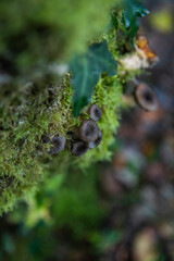 Setas de arbol