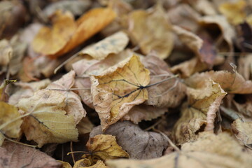 verwelkte bunte Baumblätter auf der Wiese im Herbst 