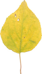 yellow leaf isolated on white