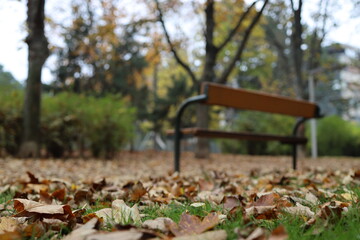 verwelkte bunte Baumbl&auml;tter auf der Wiese im Herbst 