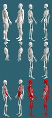 12 hi-res renders in 1, mans body with skeleton and organs - traumatology colored examination concept - cg medical 3D illustration isolated on blue