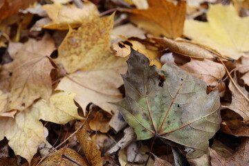 verwelkte bunte Baumblätter auf der Wiese im Herbst 