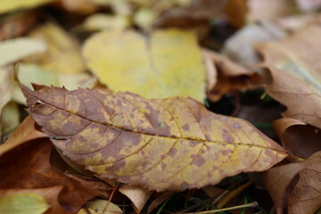 verwelkte bunte Baumblätter auf der Wiese im Herbst 