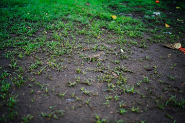 lizards on a ground