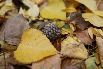 verwelkte bunte Baumbl&auml;tter auf der Wiese im Herbst 