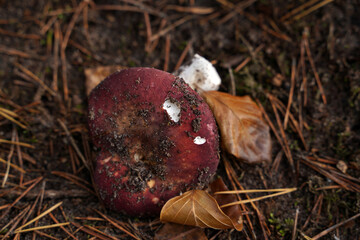 Pilz auf dem Waldboden